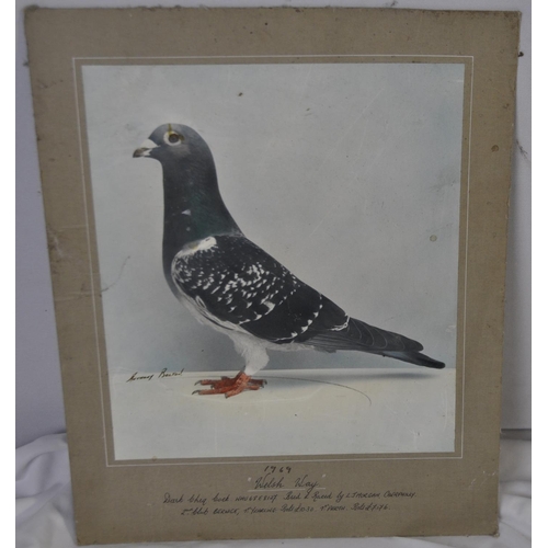 PICTURE ON BOARD OF RACING PIGEON 'WELSH WAY' 1969 BY ANTHONY BOLTON
