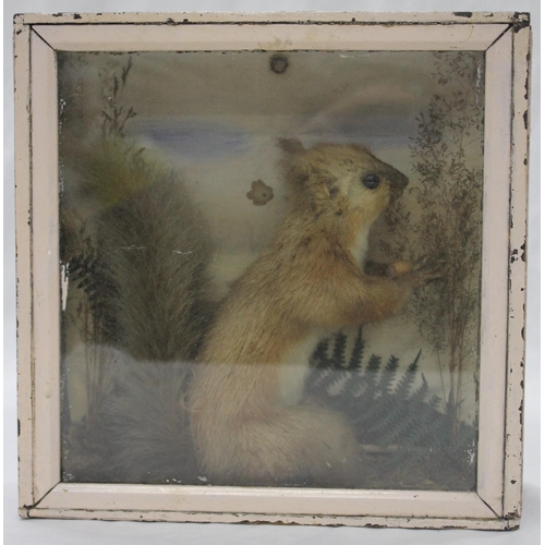 42 - CASED TAXIDERMY SQUIRRELL