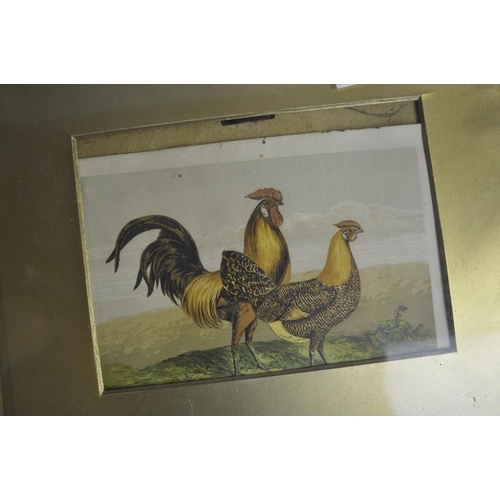 245 - PAIR OF OIL ON BOARD OF FRUITS, FRAMED WATERCOLOUR OF COCKEREL AND HEN, FRAMED FATHER AND DAUGHTER P... 