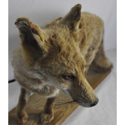 320 - TAXIDERMY FOX ON PLYNTH AND 3 MOUNTED TAXIDERMY FOX HEADS