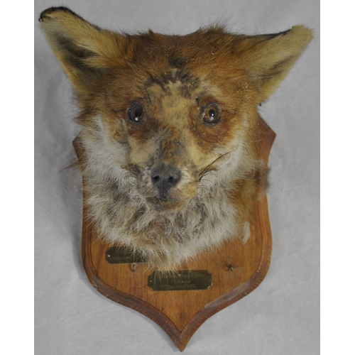 320 - TAXIDERMY FOX ON PLYNTH AND 3 MOUNTED TAXIDERMY FOX HEADS