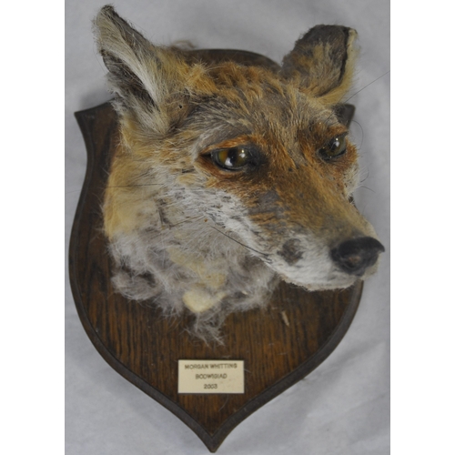 320 - TAXIDERMY FOX ON PLYNTH AND 3 MOUNTED TAXIDERMY FOX HEADS