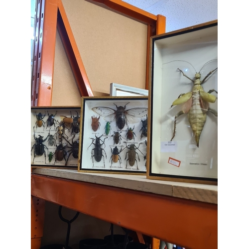 Framed insect displays including beetles (3)