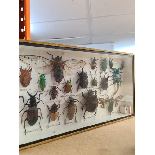 Framed insect displays including beetles (3)