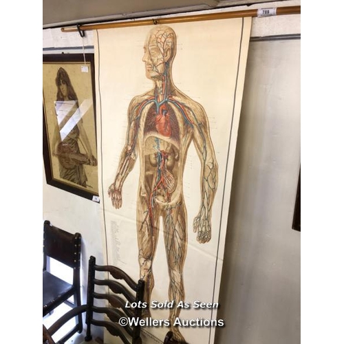 789 - *VINTAGE ADAM ROUILLY ANATOMICAL CHART OF THE CIRCULATORY SYSTEM, 83 X 231CM / LOCATED AT VICTORIA A... 