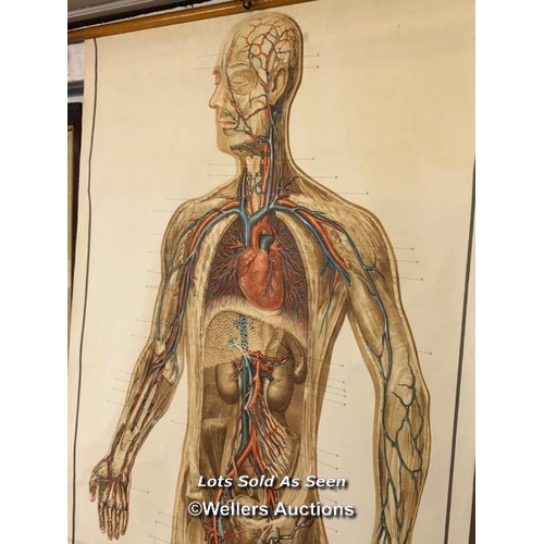 789 - *VINTAGE ADAM ROUILLY ANATOMICAL CHART OF THE CIRCULATORY SYSTEM, 83 X 231CM / LOCATED AT VICTORIA A... 