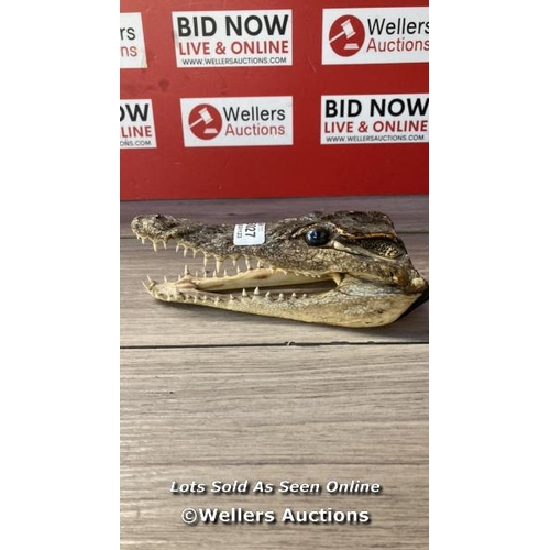 5027 - ALLIGATOR HEAD SKULL GATOR AMERICAN REPTILE CROCODILE USA GOTHIC PROP SWAMP 20CM / G54