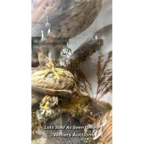 161 - TAXIDERMY BIRDS IN CASE