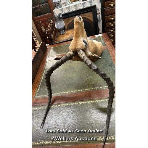 163 - TAXIDERMY OF AN ANTELOPE'S HEAD