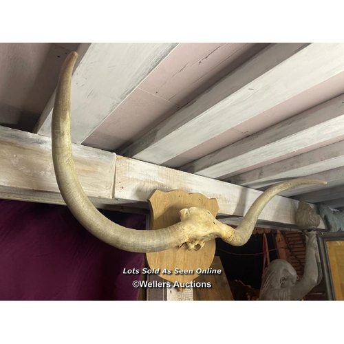 90 - LONG HORN STEER HORNS, MOUNTED ON SHIELD, WIDTH 145CM