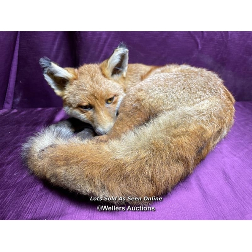 534 - TAXIDERMY FOX