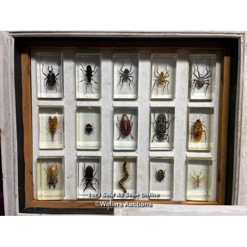 535 - COLLECTION OF FORTY FIVE EXOTIC BUGS, DISPLAYED RESIN CASES OVER THREE DISPLAY BOXES, 38 X 31.5CM