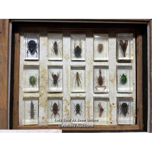 535 - COLLECTION OF FORTY FIVE EXOTIC BUGS, DISPLAYED RESIN CASES OVER THREE DISPLAY BOXES, 38 X 31.5CM