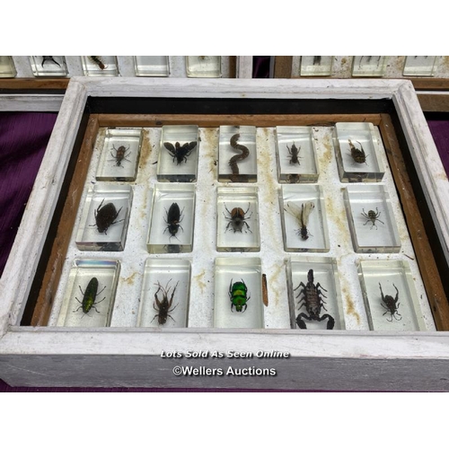 535 - COLLECTION OF FORTY FIVE EXOTIC BUGS, DISPLAYED RESIN CASES OVER THREE DISPLAY BOXES, 38 X 31.5CM