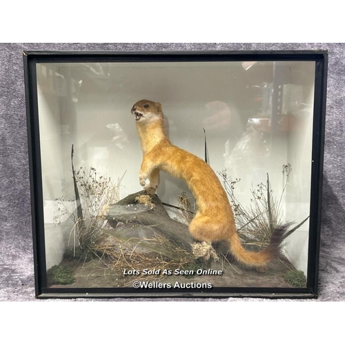 99 - Taxidermy Weasel in wooden case with glass front, case 44.5  x 38.5 x 19cm / AN21