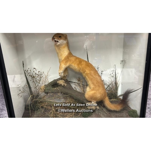 99 - Taxidermy Weasel in wooden case with glass front, case 44.5  x 38.5 x 19cm / AN21