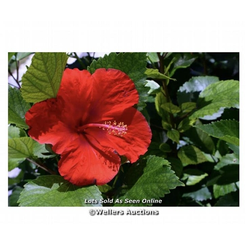 6 - RED HIBISCUS BY EDSON HARDT - CANVAS / APPEARS TO BE NEW, OPEN BOX / SEE IMAGES FOR DETAILS / MAY HA... 