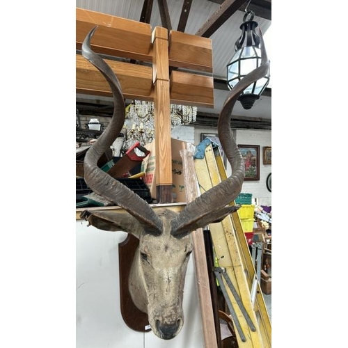 1781 - A TAXIDERMY KUDU HEAD ON PLAQUE, 155CM (H) X 80CM (W) AT TIP OF ANTLERS / ALL LOTS ARE LOCATED IN SL... 