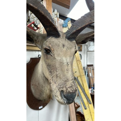 1781 - A TAXIDERMY KUDU HEAD ON PLAQUE, 155CM (H) X 80CM (W) AT TIP OF ANTLERS / ALL LOTS ARE LOCATED IN SL... 