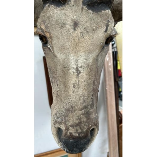 1781 - A TAXIDERMY KUDU HEAD ON PLAQUE, 155CM (H) X 80CM (W) AT TIP OF ANTLERS / ALL LOTS ARE LOCATED IN SL... 