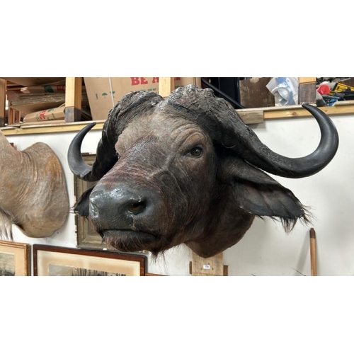 1782 - A TAXIDERMY BUFFALO HEAD, 84CM (H) X 100CM (W) / ALL LOTS ARE LOCATED IN SL0 9LG, REGRETFULLY WE DO ... 