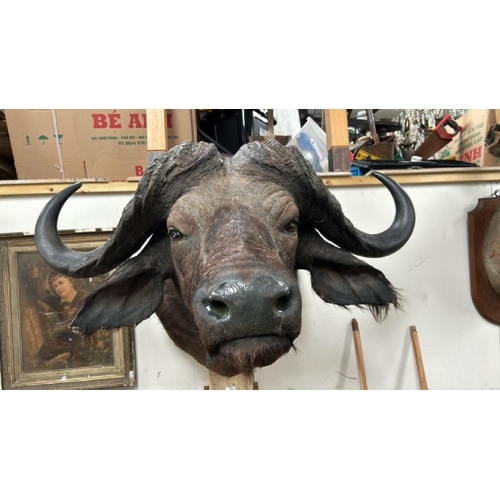 1782 - A TAXIDERMY BUFFALO HEAD, 84CM (H) X 100CM (W) / ALL LOTS ARE LOCATED IN SL0 9LG, REGRETFULLY WE DO ... 