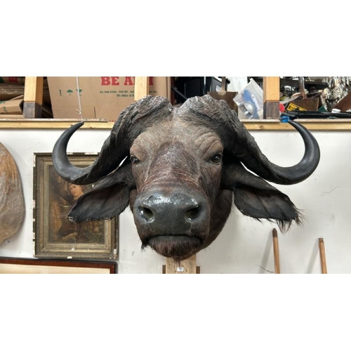 1782 - A TAXIDERMY BUFFALO HEAD, 84CM (H) X 100CM (W) / ALL LOTS ARE LOCATED IN SL0 9LG, REGRETFULLY WE DO ... 