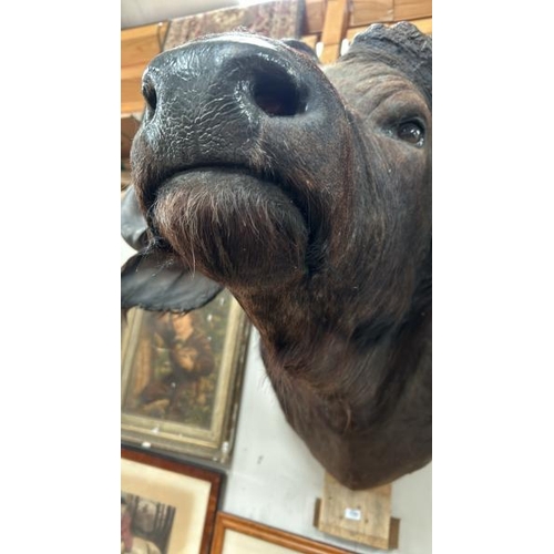 1782 - A TAXIDERMY BUFFALO HEAD, 84CM (H) X 100CM (W) / ALL LOTS ARE LOCATED IN SL0 9LG, REGRETFULLY WE DO ... 