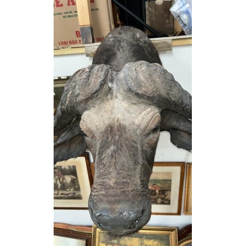 1782 - A TAXIDERMY BUFFALO HEAD, 84CM (H) X 100CM (W) / ALL LOTS ARE LOCATED IN SL0 9LG, REGRETFULLY WE DO ... 