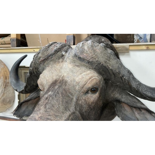 1782 - A TAXIDERMY BUFFALO HEAD, 84CM (H) X 100CM (W) / ALL LOTS ARE LOCATED IN SL0 9LG, REGRETFULLY WE DO ... 