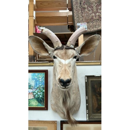 1783 - A TAXIDERMY KUDU HEAD, 100CM (H) X 40CM (W) / ALL LOTS ARE LOCATED IN SL0 9LG, REGRETFULLY WE DO NOT... 