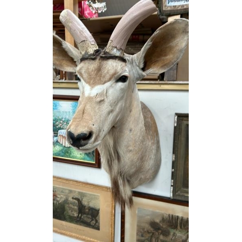 1783 - A TAXIDERMY KUDU HEAD, 100CM (H) X 40CM (W) / ALL LOTS ARE LOCATED IN SL0 9LG, REGRETFULLY WE DO NOT... 