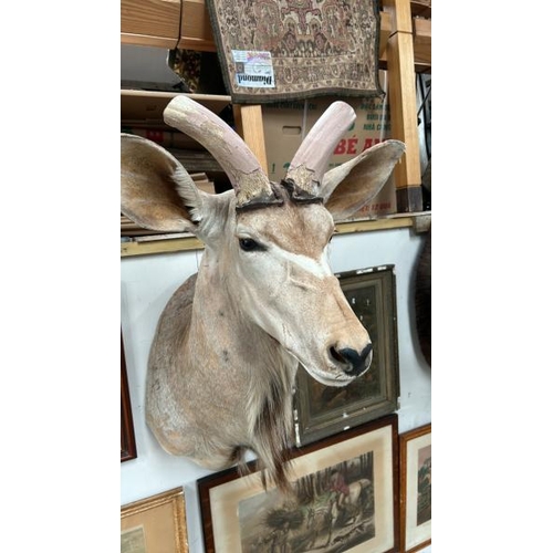 1783 - A TAXIDERMY KUDU HEAD, 100CM (H) X 40CM (W) / ALL LOTS ARE LOCATED IN SL0 9LG, REGRETFULLY WE DO NOT... 