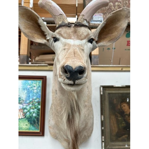 1783 - A TAXIDERMY KUDU HEAD, 100CM (H) X 40CM (W) / ALL LOTS ARE LOCATED IN SL0 9LG, REGRETFULLY WE DO NOT... 