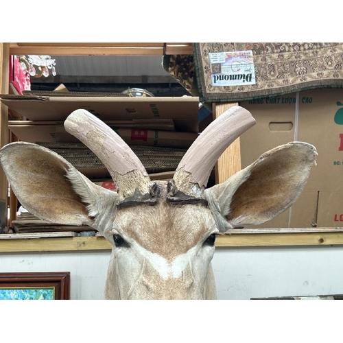 1783 - A TAXIDERMY KUDU HEAD, 100CM (H) X 40CM (W) / ALL LOTS ARE LOCATED IN SL0 9LG, REGRETFULLY WE DO NOT... 