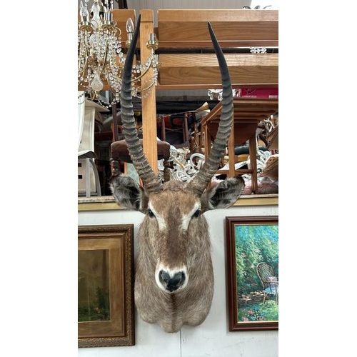 1784 - A TAXIDERMY WATER BUCK HEAD, 130CM (H) X 50CM (W) / ALL LOTS ARE LOCATED IN SL0 9LG, REGRETFULLY WE ... 