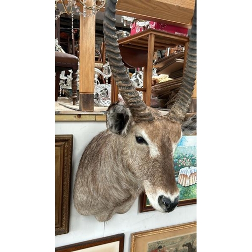 1784 - A TAXIDERMY WATER BUCK HEAD, 130CM (H) X 50CM (W) / ALL LOTS ARE LOCATED IN SL0 9LG, REGRETFULLY WE ... 