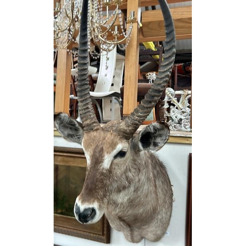 1784 - A TAXIDERMY WATER BUCK HEAD, 130CM (H) X 50CM (W) / ALL LOTS ARE LOCATED IN SL0 9LG, REGRETFULLY WE ... 