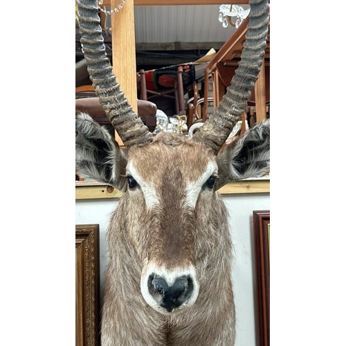 1784 - A TAXIDERMY WATER BUCK HEAD, 130CM (H) X 50CM (W) / ALL LOTS ARE LOCATED IN SL0 9LG, REGRETFULLY WE ... 