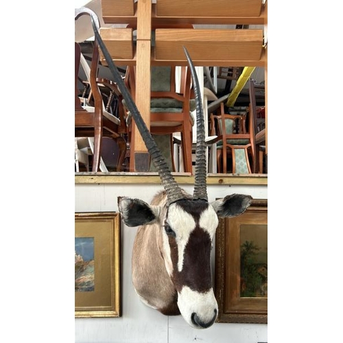 1785 - A TAXIDERMY GEMSBOK HEAD, 140CM (H) X 50CM (W) / ALL LOTS ARE LOCATED IN SL0 9LG, REGRETFULLY WE DO ... 