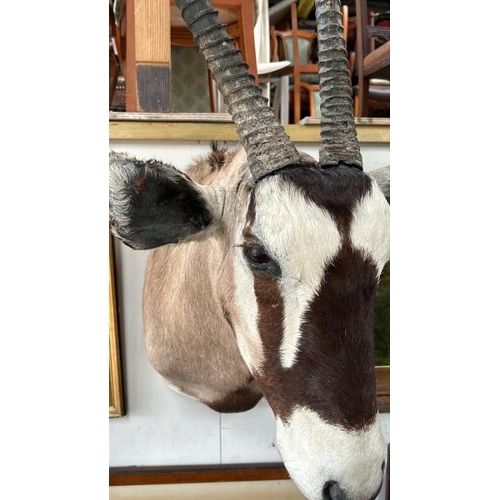 1785 - A TAXIDERMY GEMSBOK HEAD, 140CM (H) X 50CM (W) / ALL LOTS ARE LOCATED IN SL0 9LG, REGRETFULLY WE DO ... 