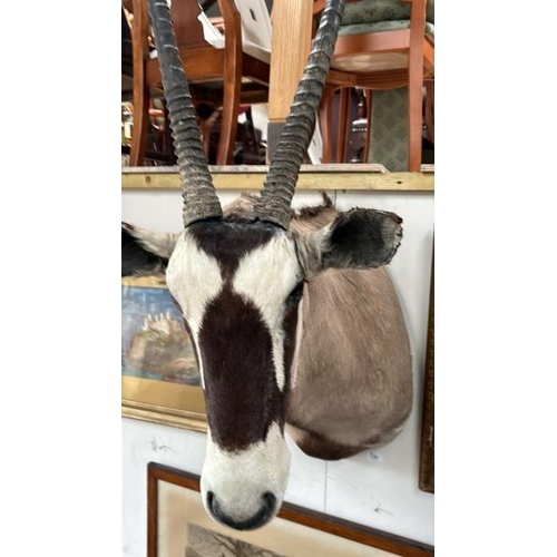 1785 - A TAXIDERMY GEMSBOK HEAD, 140CM (H) X 50CM (W) / ALL LOTS ARE LOCATED IN SL0 9LG, REGRETFULLY WE DO ... 