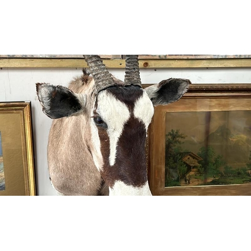 1785 - A TAXIDERMY GEMSBOK HEAD, 140CM (H) X 50CM (W) / ALL LOTS ARE LOCATED IN SL0 9LG, REGRETFULLY WE DO ... 