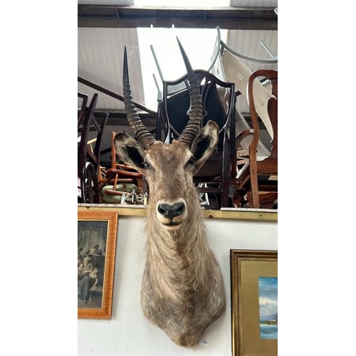 1786 - A TAXIDERMY WATER BUCK HEAD, 130CM (H) X 50CM (W) / ALL LOTS ARE LOCATED IN SL0 9LG, REGRETFULLY WE ... 