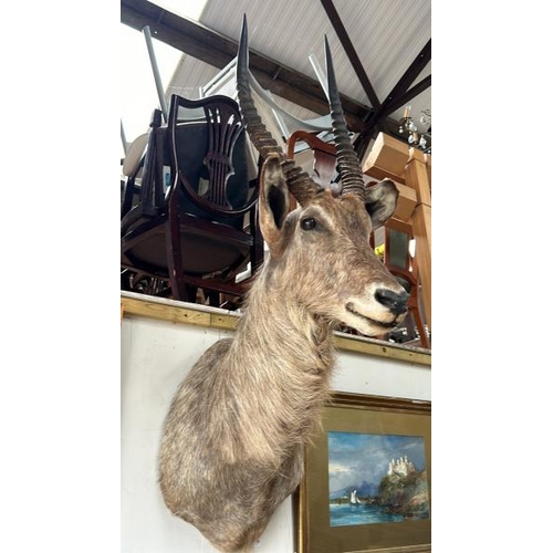 1786 - A TAXIDERMY WATER BUCK HEAD, 130CM (H) X 50CM (W) / ALL LOTS ARE LOCATED IN SL0 9LG, REGRETFULLY WE ... 