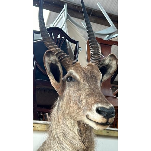 1786 - A TAXIDERMY WATER BUCK HEAD, 130CM (H) X 50CM (W) / ALL LOTS ARE LOCATED IN SL0 9LG, REGRETFULLY WE ... 