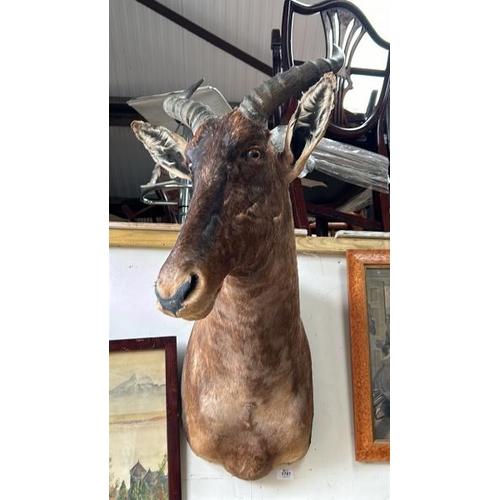 1787 - A TAXIDERMY KUDU HEAD, 86CM (H) X 35CM (W) / ALL LOTS ARE LOCATED IN SL0 9LG, REGRETFULLY WE DO NOT ... 