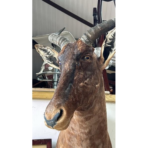 1787 - A TAXIDERMY KUDU HEAD, 86CM (H) X 35CM (W) / ALL LOTS ARE LOCATED IN SL0 9LG, REGRETFULLY WE DO NOT ... 