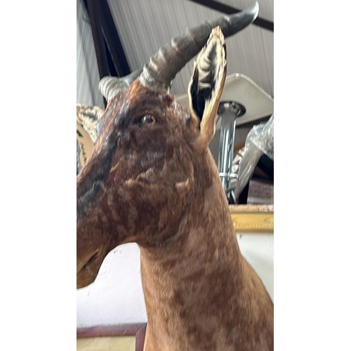 1787 - A TAXIDERMY KUDU HEAD, 86CM (H) X 35CM (W) / ALL LOTS ARE LOCATED IN SL0 9LG, REGRETFULLY WE DO NOT ... 