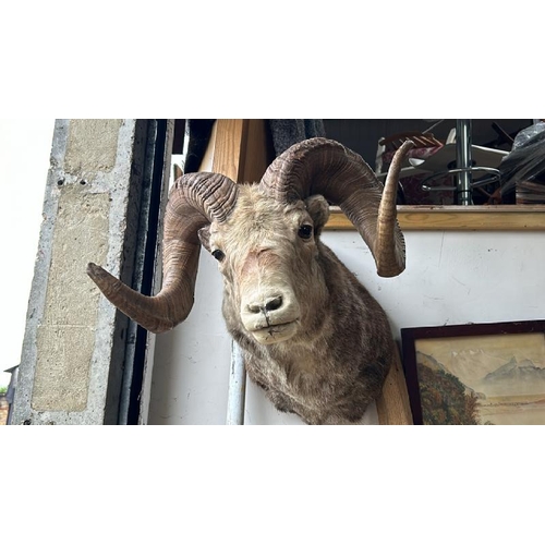 1788 - A TAXIDERMY RAMS HEAD, 50CM (H) X 50CM (W) / ALL LOTS ARE LOCATED IN SL0 9LG, REGRETFULLY WE DO NOT ... 